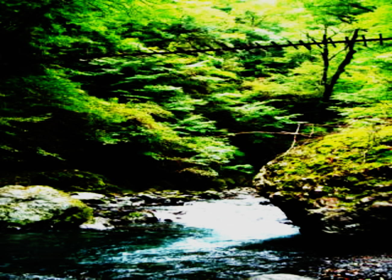 2006簡易渓流解禁情報関東南部1丹沢の渓流、 酒匂川中川川、世附川、玄倉川、中津川、早戸川、早川、唐沢川 1